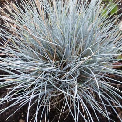 Festuca glauca 'Silberreiher' - Festuca glauca 'Silberreiher'