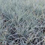 Festuca glauca 'Uchte' - FÉTUQUE BLEU