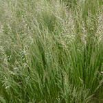 Festuca 'Walberla' - Festuca 'Walberla'