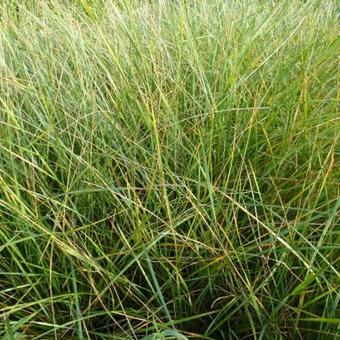 Festuca mairei