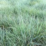 Festuca valesiaca 'Glaucantha' - 