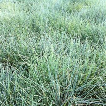 Festuca valesiaca 'Glaucantha'