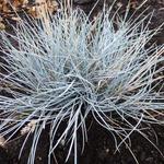 Festuca valesiaca 'Silbersee' - 