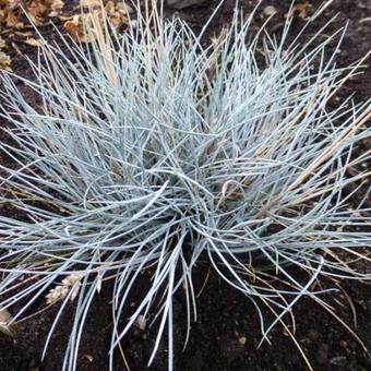 Festuca valesiaca 'Silbersee'