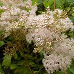 Filipendula palmata 'Nana' - 