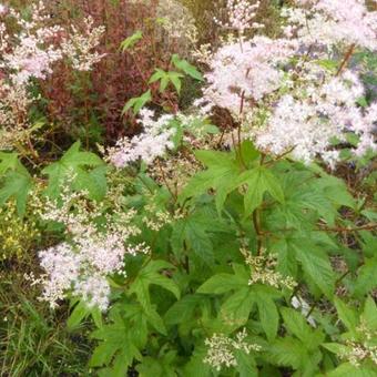 Filipendula purpurea 'Elegans'