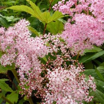 Filipendula rubra 'Venusta'