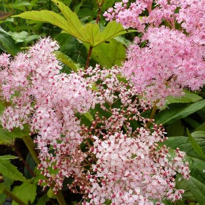 Filipendula rubra 'Venusta' - 