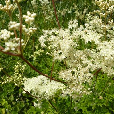 Filipendula ulmaria - Echtes Mädesüß