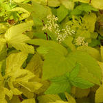 Filipendula ulmaria 'Aurea' - 