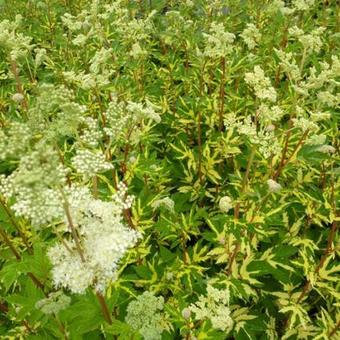 Filipendula ulmaria  'Variegata'