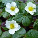 Fragaria chiloensis - Chile-Erdbeere