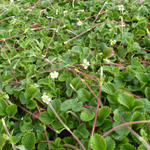 Fragaria nubicola 'Mount Omei' - Fragaria nubicola 'Mount Omei'