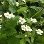 Fragaria vesca - Wald-Erdbeere - Fragaria vesca