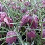 Fritillaire pintade - Fritillaria meleagris