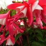 Fuchsia 'Lady Thumb' - 