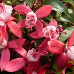 Fuchsia 'Madame Cornelissen' - 