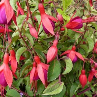 Fuchsia 'Mrs Popple'