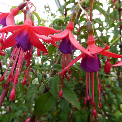 Fuchsia magellanica 'Riccartonii' - 