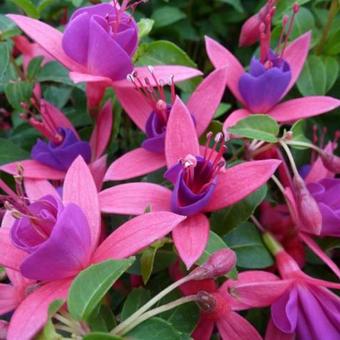 Fuchsia 'Tom Thumb'