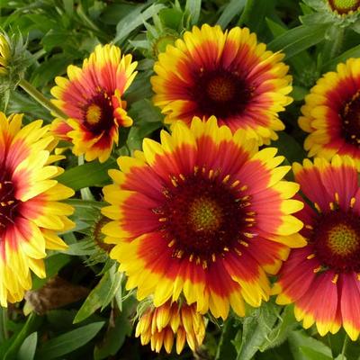 Gaillardia aristata 'Arizona Sun' - GAILLARDE