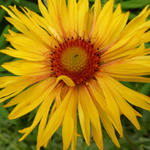 Gaillardia 'Amber Wheels' - 