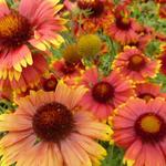 Gaillardia aristata 'Bremen' - Gaillardia aristata 'Bremen'