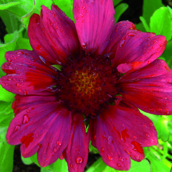 Gaillardia x grandiflora 'Burgunder'