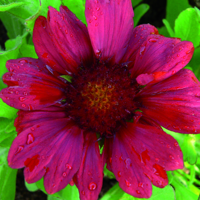 Gaillardia x grandiflora 'Burgunder' - 