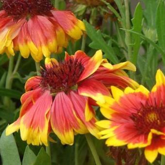 Gaillardia aristata 'Kobold'