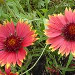 Gaillardia 'Tokayer' - Gaillardia 'Tokayer'