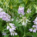 Galega officinalis - Galéga officinal