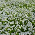 Galium odoratum - Waldmeister