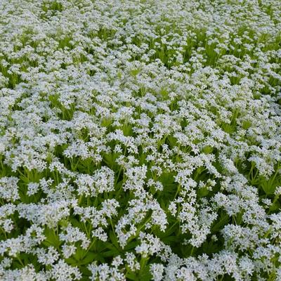 Galium odoratum - Waldmeister