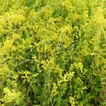 Galium verum - Caille-lait jaune