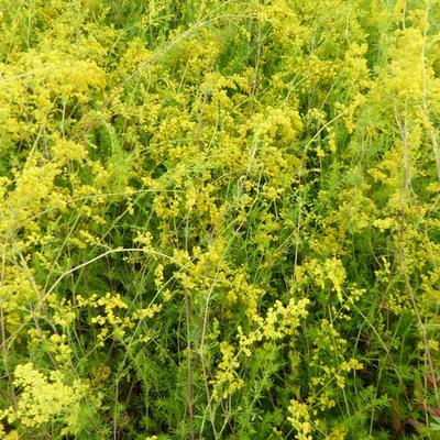 Galium verum - Caille-lait jaune