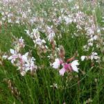 Gaura lindheimeri - Prachtkerze