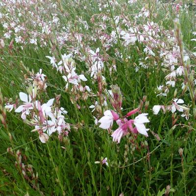 Gaura lindheimeri - GAURA DE LINDHEIMER