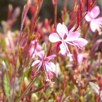 Gaura lindheimeri 'Blaze'