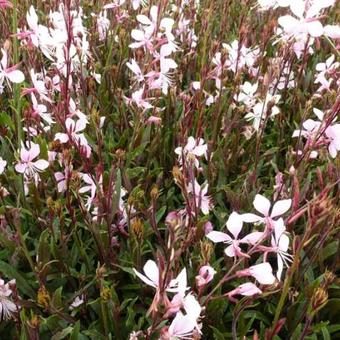 Gaura lindheimeri 'Cherry Brandy'