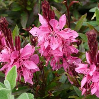 Gaura lindheimeri 'Crimson Butterflies'