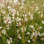 Gaura lindheimeri 'Madonna' - Gaura lindheimeri 'Madonna'