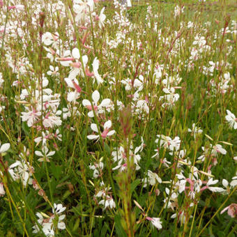 Gaura lindheimeri 'Madonna'