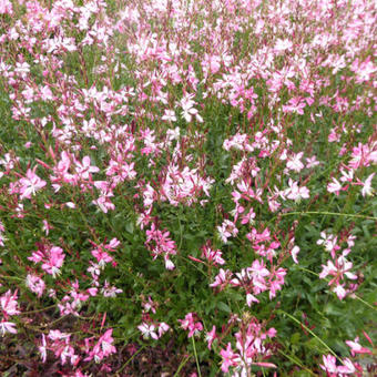 Gaura lindheimeri 'Rosy Jane'