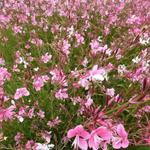 Gaura lindheimeri 'Siskiyou Pink' - Gaura lindheimeri 'Siskiyou Pink'