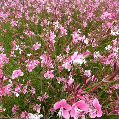 Gaura lindheimeri 'Siskiyou Pink' - 