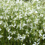 Gaura lindheimeri 'Snowbird' - 