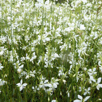 Gaura lindheimeri 'Snowbird'