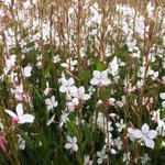 Gaura lindheimeri 'Snowstorm'