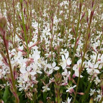 Gaura lindheimeri 'Whirling Butterflies'